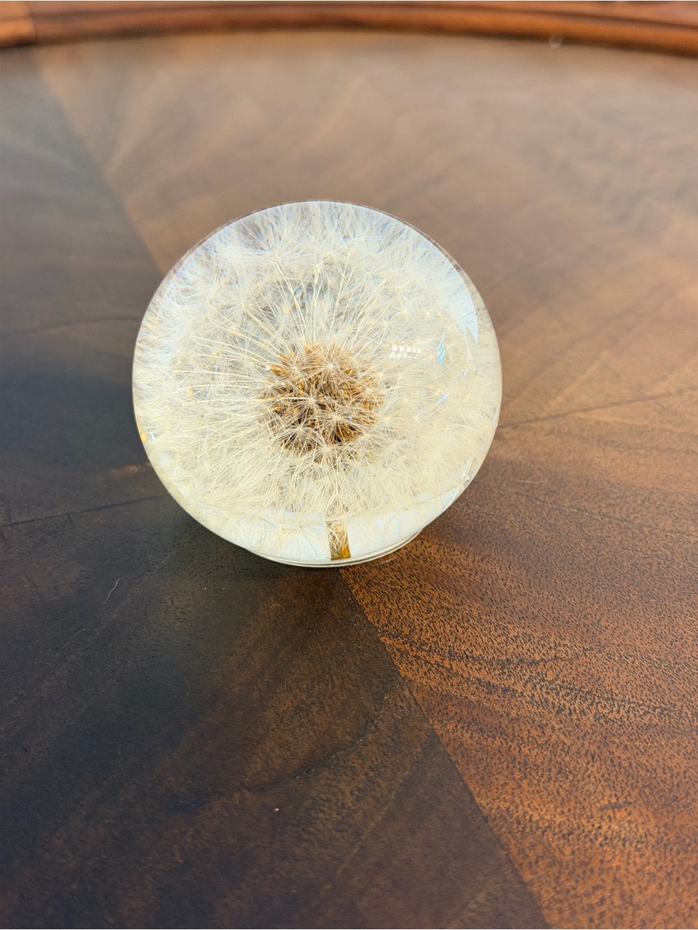 Resin Paperweight with Real Dandelion Seed Head 2.5" Diameter New